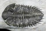 Bargain, Coltraneia Trilobite Fossil - Huge Faceted Eyes #137705-2